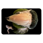 魔法ベキスヌータマグネット マグネット (横)