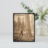 魔法ランタンCAビュッテ渓谷のロギング ポストカード (スタンド正面)