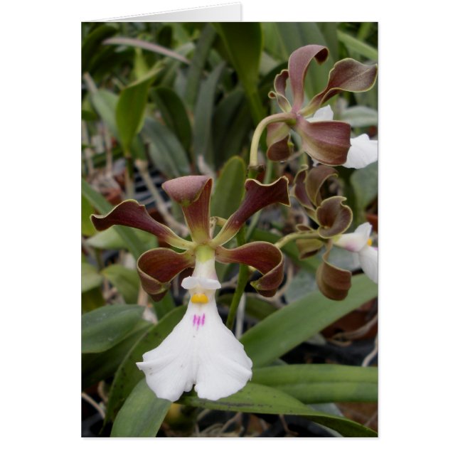 魔法使い (正面)