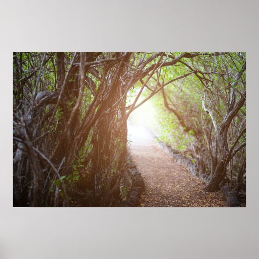 魔法林 ポスター (正面)