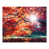 魔法色 フォトプリント            (正面)