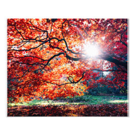 魔法色 フォトプリント           