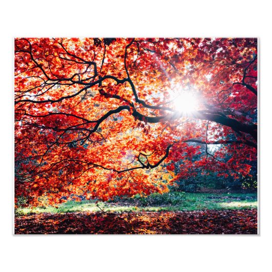 魔法色 フォトプリント            (正面)