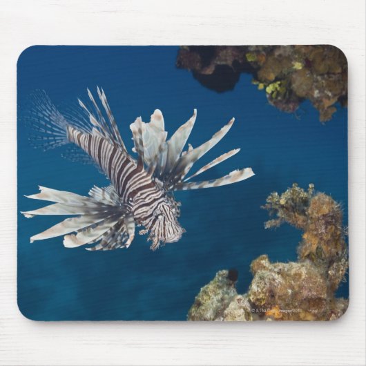 魚が泳いでいる マウスパッド (正面)