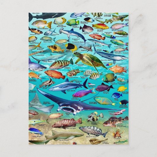 魚とさらに魚のポストカード ポストカード (正面)