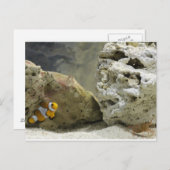 魚とエビのはがき ポストカード (正面/裏面)