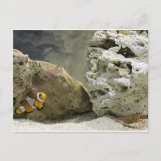 魚とエビのはがき ポストカード