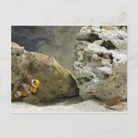 魚とエビのはがき ポストカード (正面)