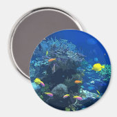 魚とサンゴカラフルの写真マグネットで海を表示 マグネット (正面/裏面)