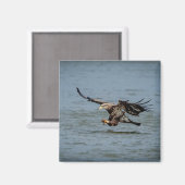 魚のための未熟な禿鷲ダイビング マグネット (正面/裏面)