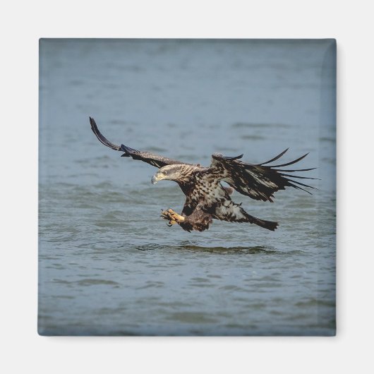 魚のための未熟な禿鷲ダイビング マグネット (正面)