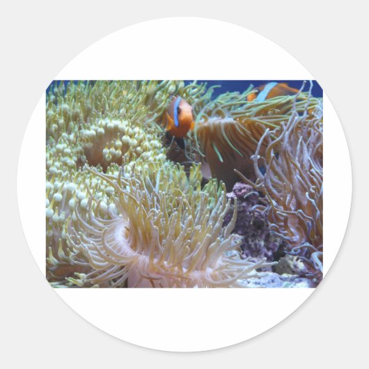 魚ののぞき目を持つピエロ ラウンドシール (正面)