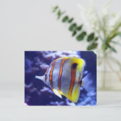 魚のはがきを釣る ポストカード (スタンド正面)