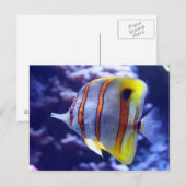 魚のはがきを釣る ポストカード (正面/裏面)