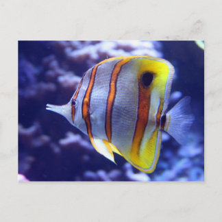 魚のはがきを釣る ポストカード