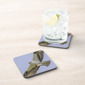 魚のオスプレイ コースター (右側)