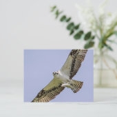 魚のオスプレイ ポストカード (スタンド正面)