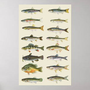 魚のコラム ポスター