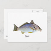 魚のスポット写真 ポストカード (正面/裏面)