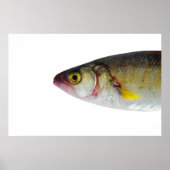 魚のデザイン ポスター (正面)