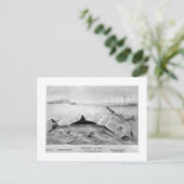 魚のトカゲの絵はがき ポストカード (スタンド正面)