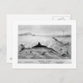 魚のトカゲの絵はがき ポストカード (正面/裏面)