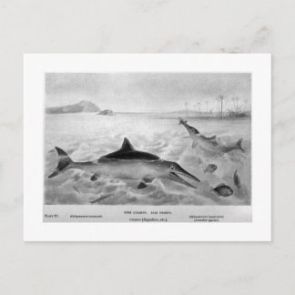 魚のトカゲの絵はがき ポストカード