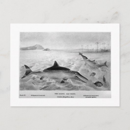 魚のトカゲの絵はがき ポストカード (正面)