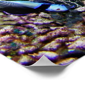 魚のポスター付き亀 ポスター (角)