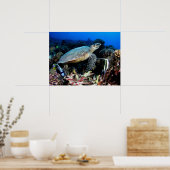 魚のポスター付き亀 ポスター (キッチン)