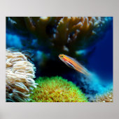 魚のポスター ポスター (正面)