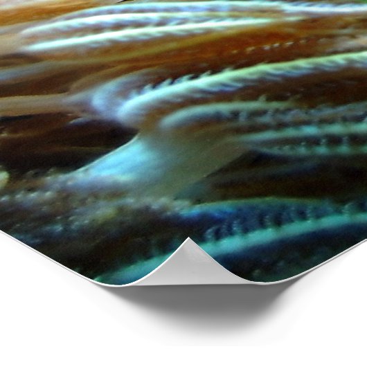 魚のポスター ポスター (角)