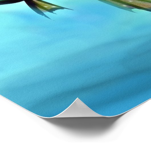 魚のポスター ポスター (角)