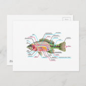 魚の内臓ベクターアート図解 ポストカード (正面/裏面)