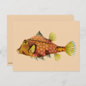 魚の包み葉書 ポストカード (正面/裏面)