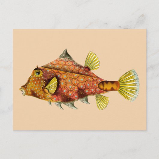 魚の包み葉書 ポストカード (正面)