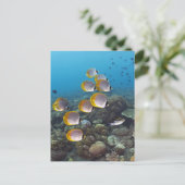 魚の学校2 ポストカード (スタンド正面)