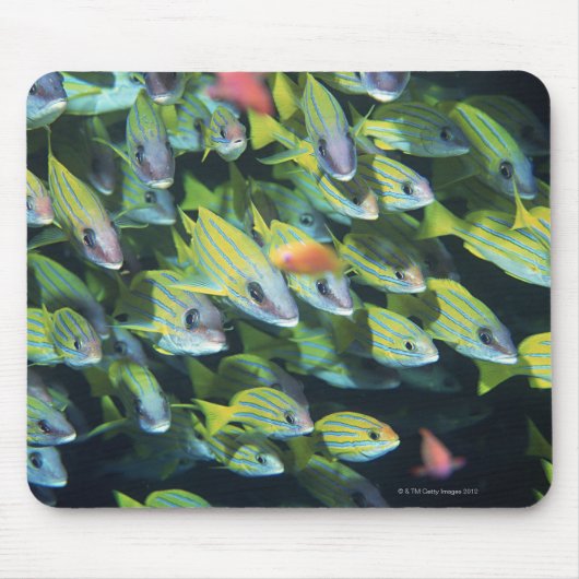 魚の学校7 マウスパッド (正面)