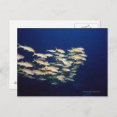 魚の学校8 ポストカード (正面/裏面)