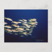 魚の学校8 ポストカード (正面)