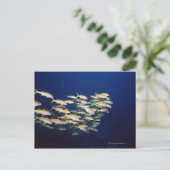 魚の学校8 ポストカード (スタンド正面)