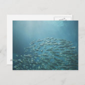 魚の学校，ナッソー，バハマ ポストカード (正面/裏面)