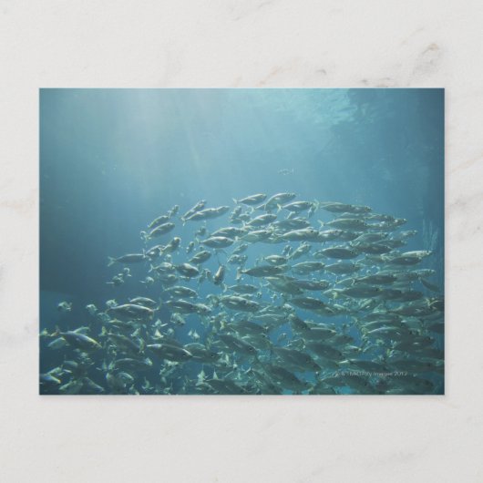 魚の学校，ナッソー，バハマ ポストカード (正面)