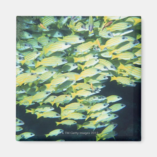 魚の学校 マグネット (正面)