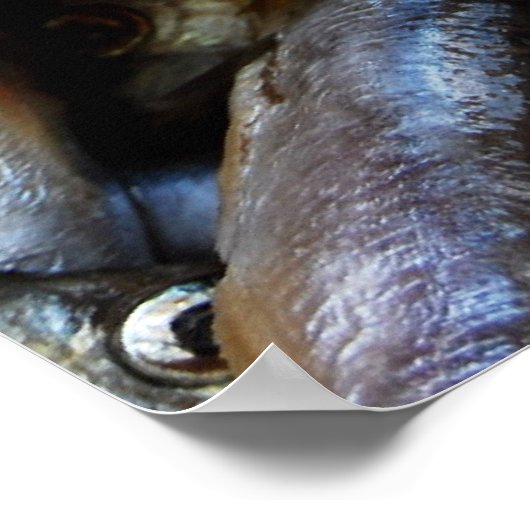 魚の密封ポスター ポスター (角)