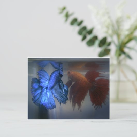 魚の戦い ポストカード (スタンド正面)