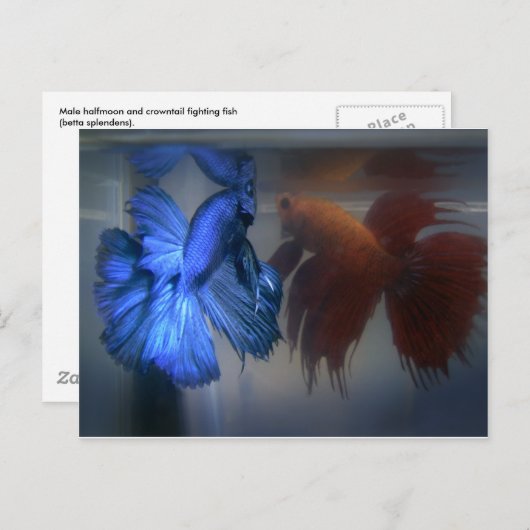 魚の戦い ポストカード (正面/裏面)