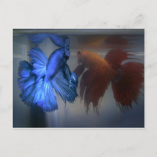 魚の戦い ポストカード