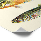 魚の柱 ポスター (角)