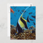 魚の水中競技動物 ポストカード (正面/裏面)